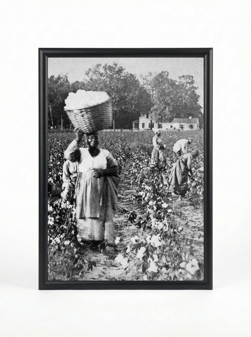 Sharecropper Woman: Carrying Cotton Basket on Her Head
