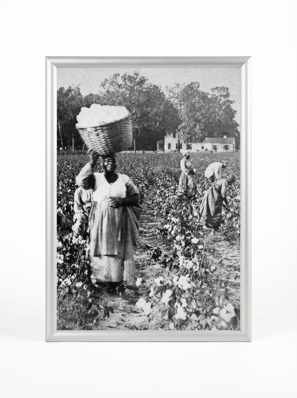 Sharecropper Woman: Carrying Cotton Basket on Her Head