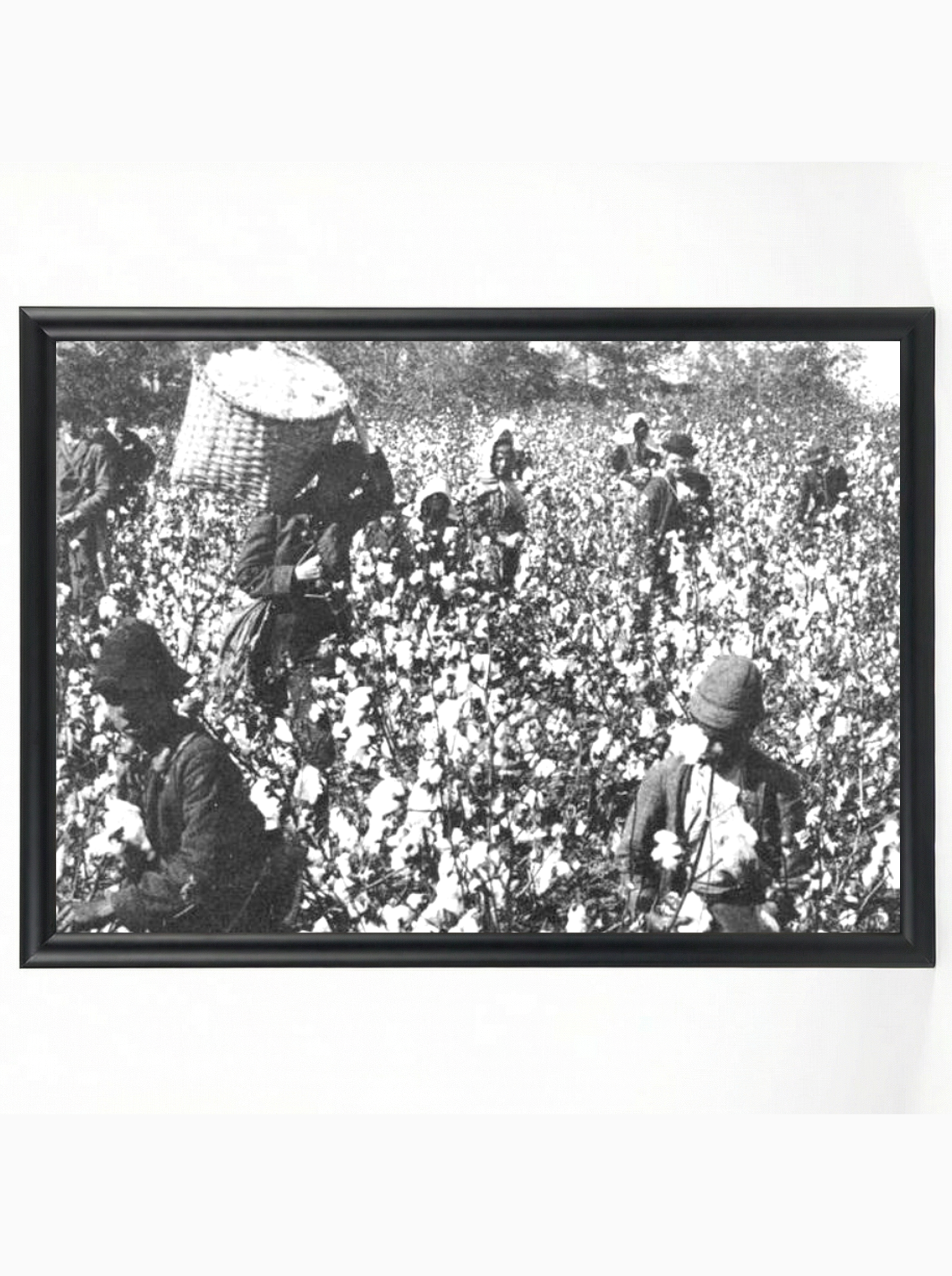 Cotton Field Workers: Sharecroppers Picking Cotton