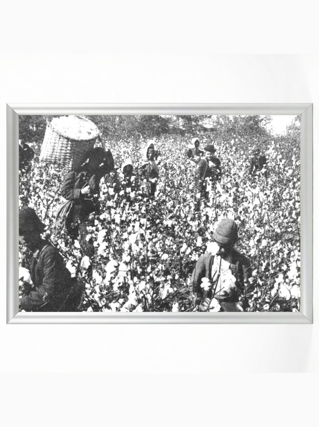 Cotton Field Workers: Sharecroppers Picking Cotton