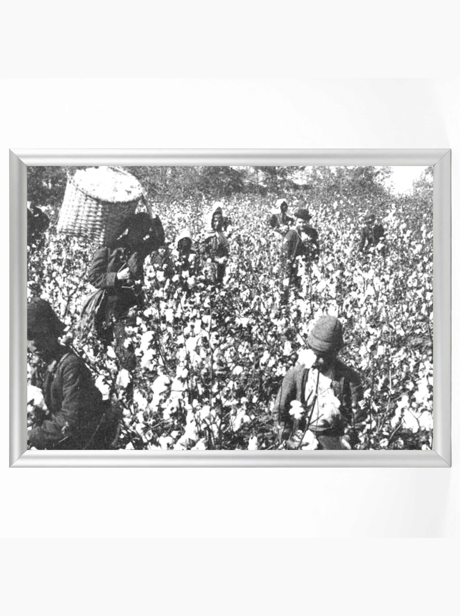 Cotton Field Workers: Sharecroppers Picking Cotton