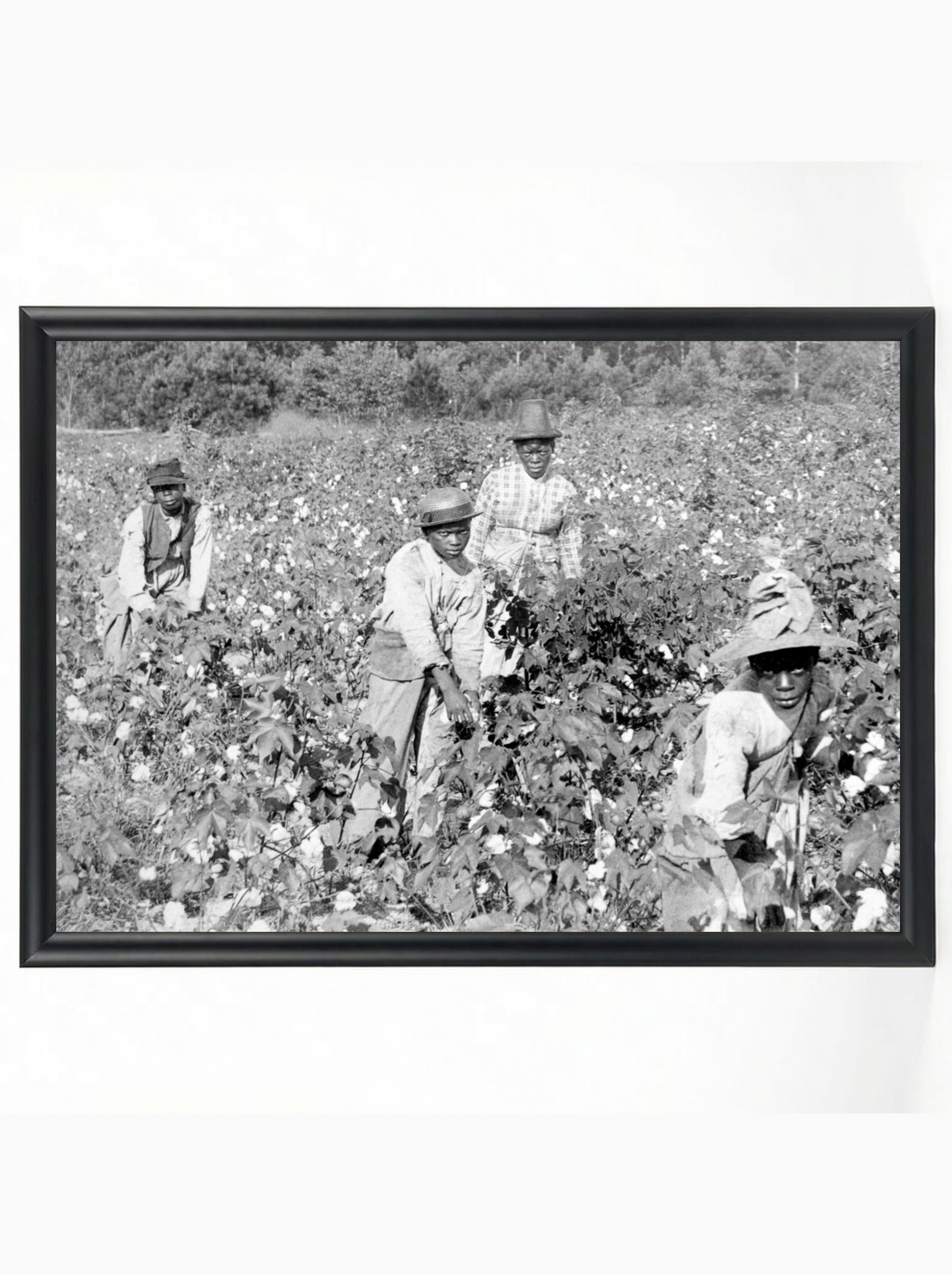 Family Cotton Pickers: Sharecropper Family in the Field