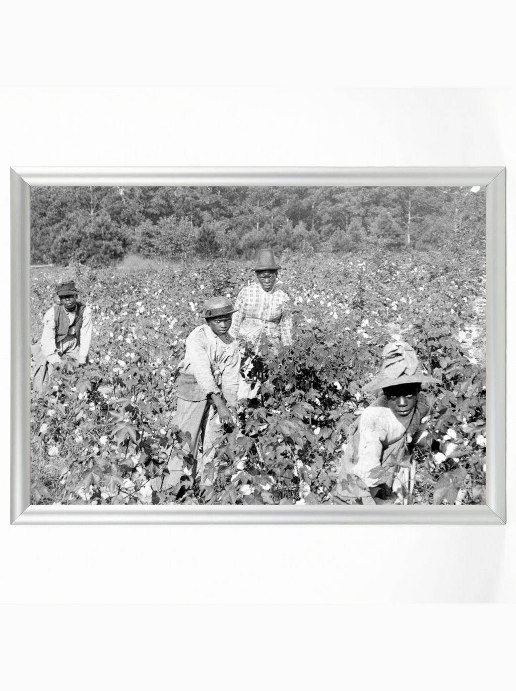 Family Cotton Pickers: Sharecropper Family in the Field