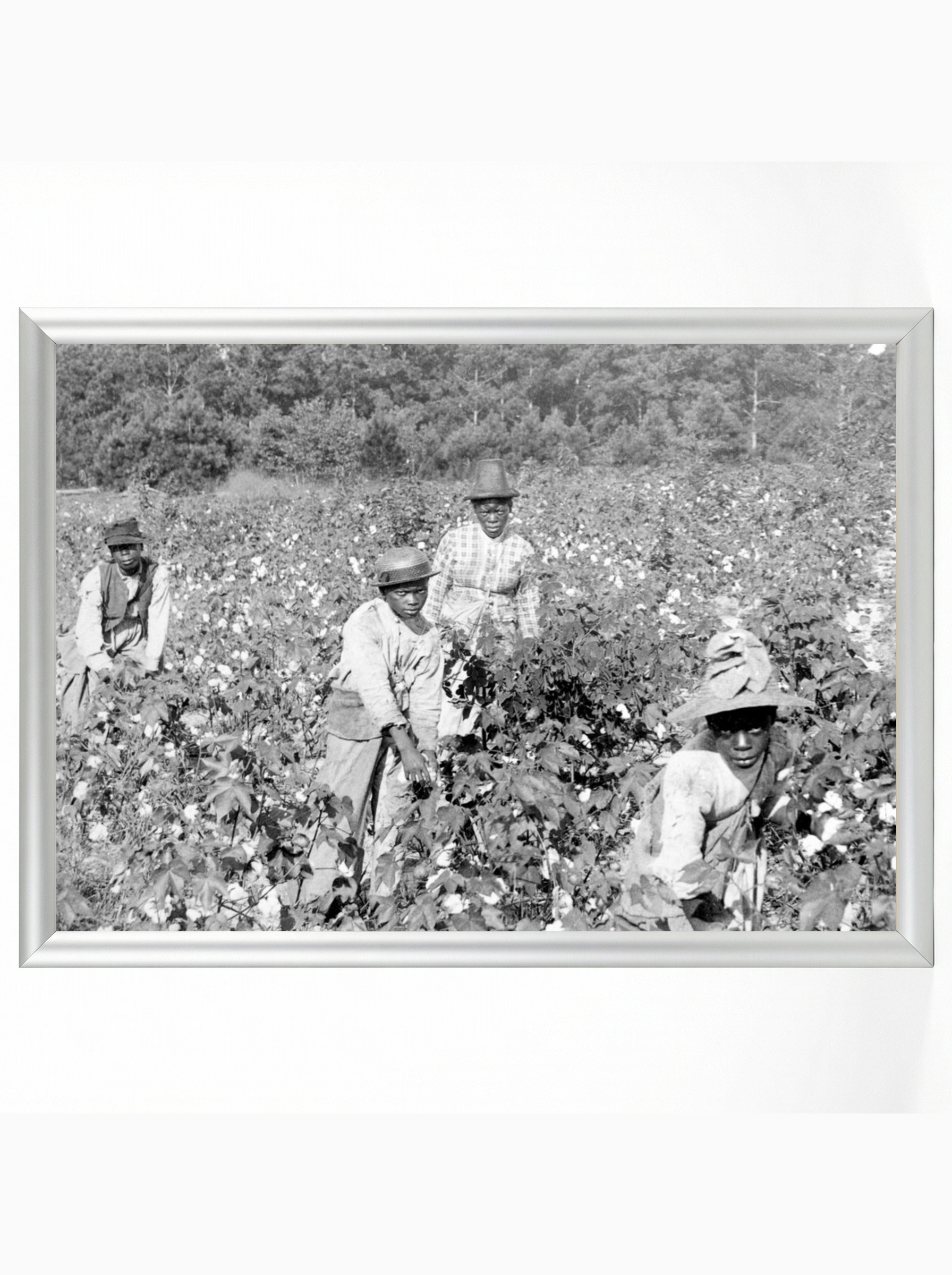 Family Cotton Pickers: Sharecropper Family in the Field
