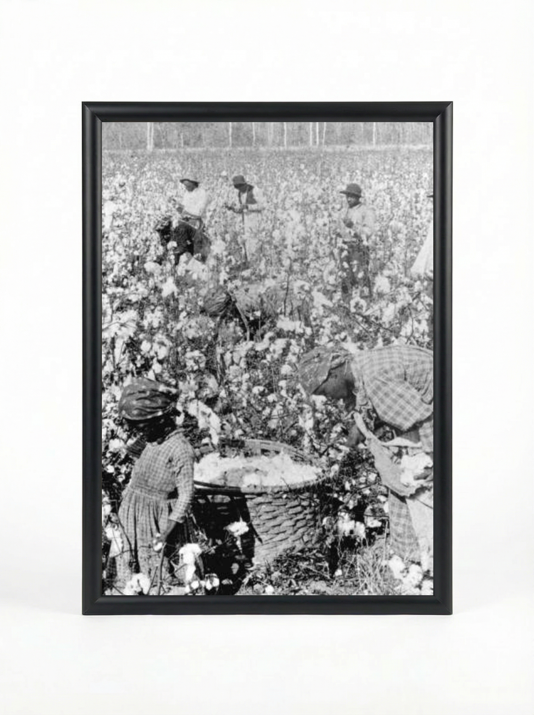 Sharecropper Family: Picking Cotton Together in the Field