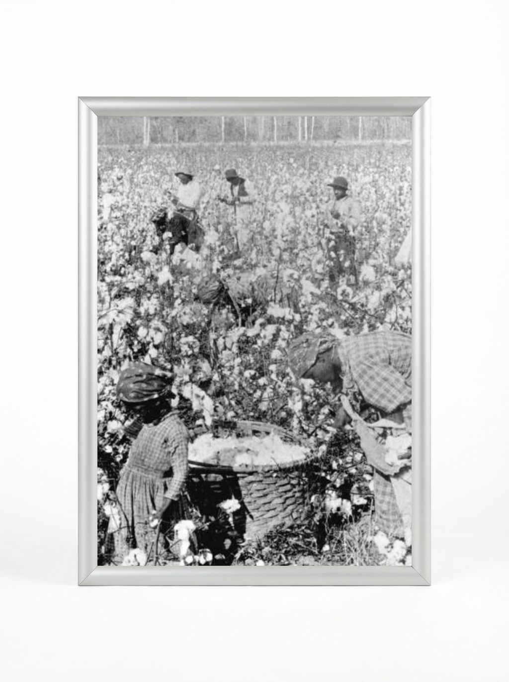 Sharecropper Family: Picking Cotton Together in the Field