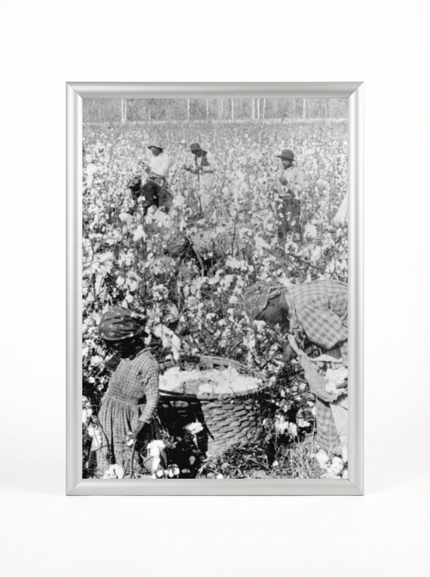 Sharecropper Family: Picking Cotton Together in the Field