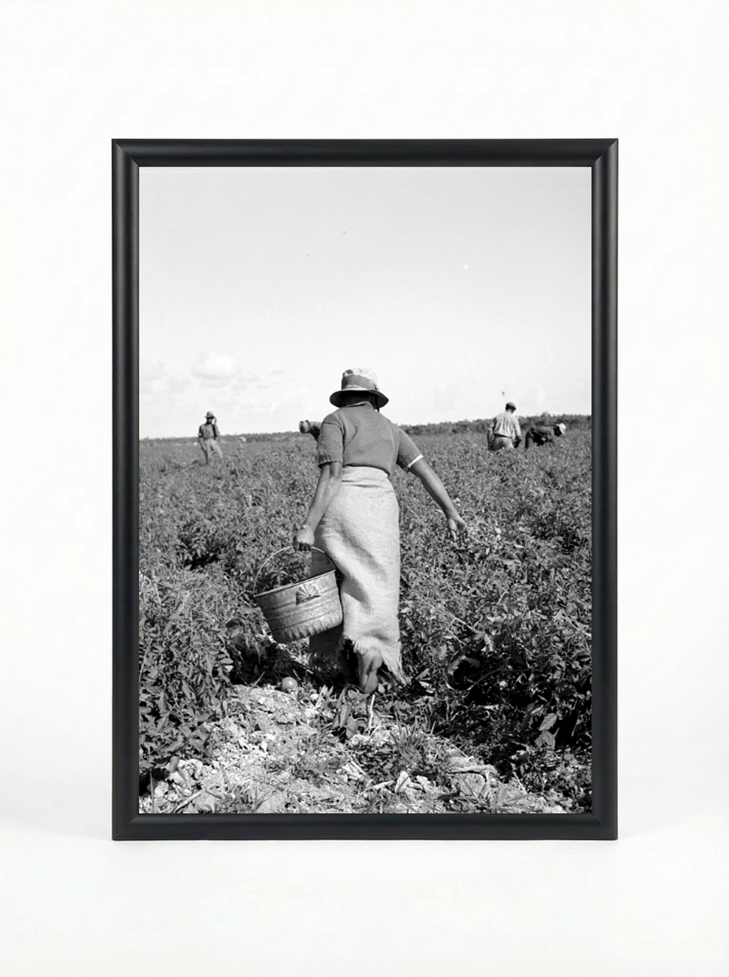 Resilience in the Fields - Farm Labor Documentary Poster