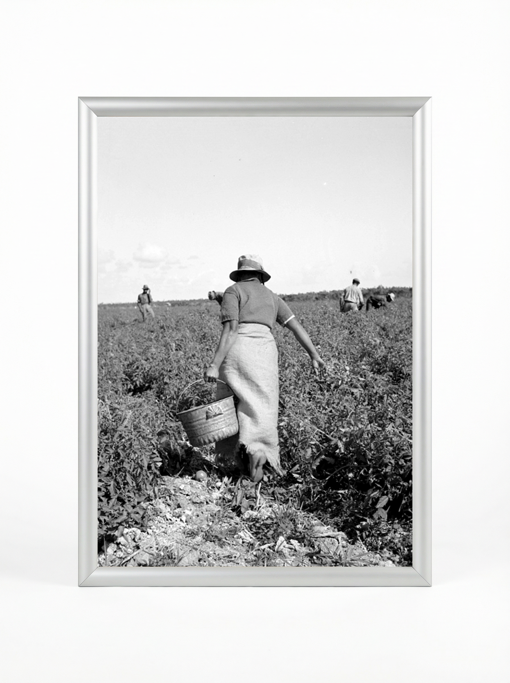 Resilience in the Fields - Farm Labor Documentary Poster