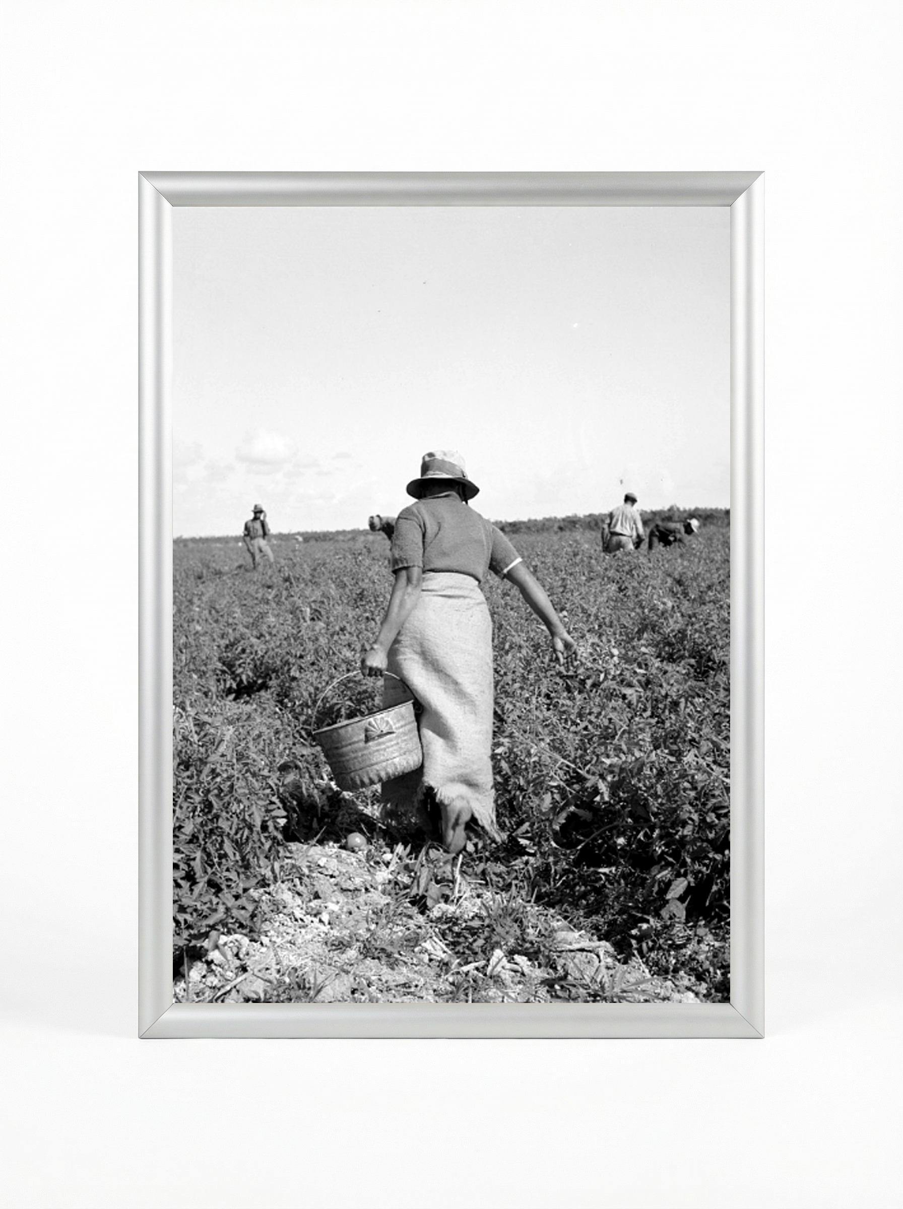 Resilience in the Fields - Farm Labor Documentary Poster
